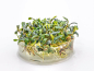 Preview: Mini Nadelblatt - Bucephalandra micrantha 'Needle Leaf' in vitro